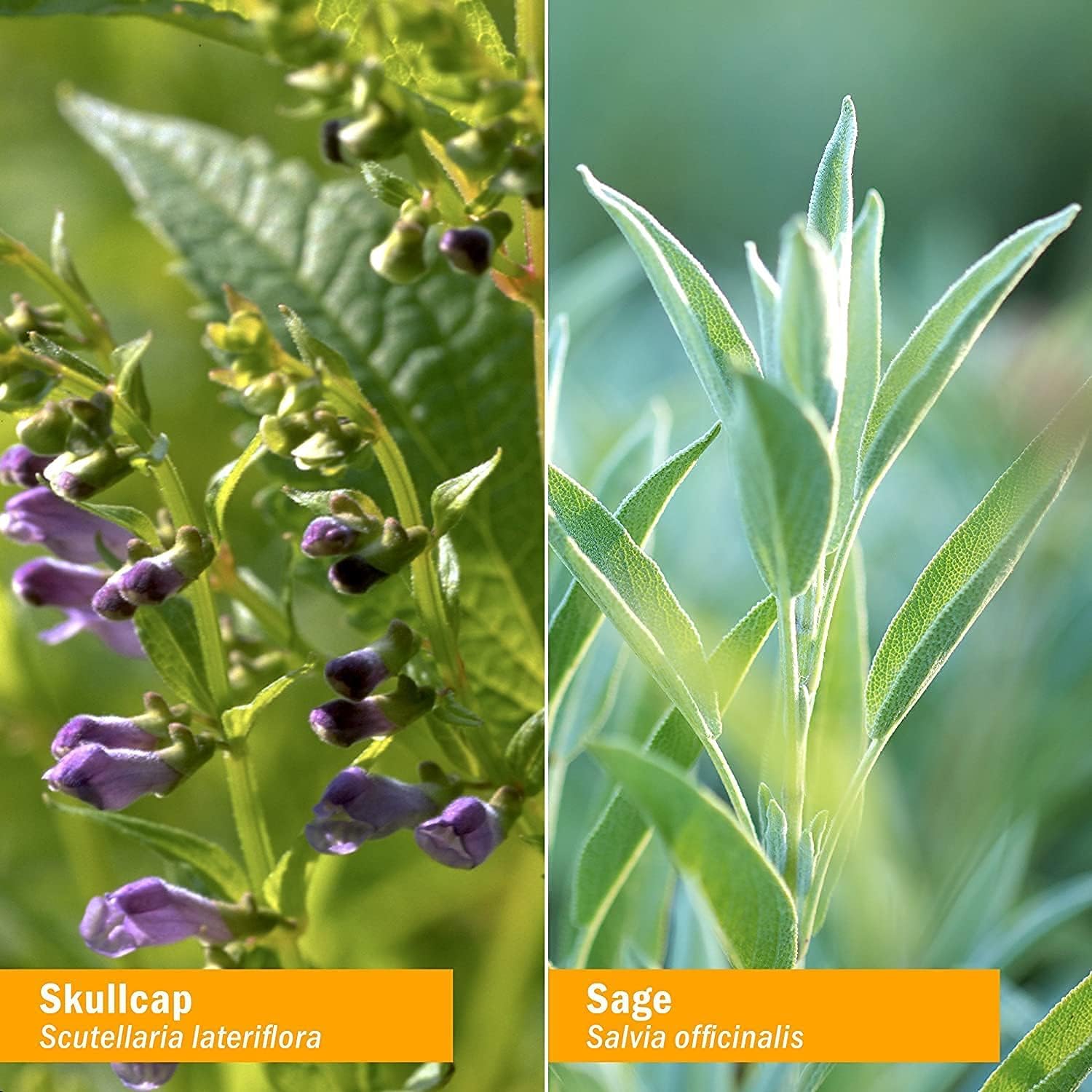 Herb Pharm Organic Nootropic Brain  Memory Supplement with Ginkgo Biloba Liquid Extract: Fast Absorption for Mental Focus Support, Ginkgo Supplement, Vegan, Gluten-Free, Non-GMO, 1 Oz